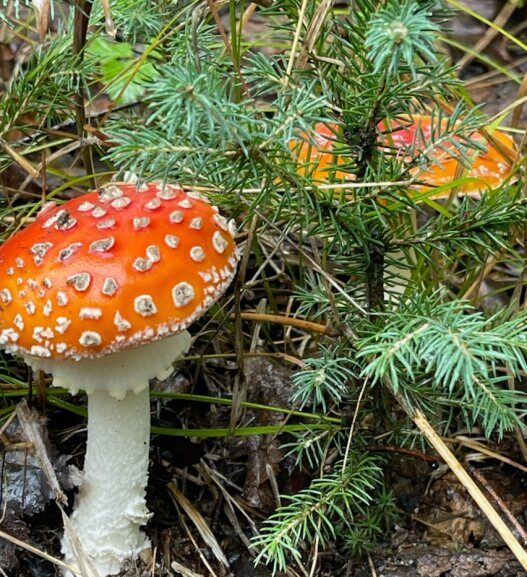A red fly agaric mushroom among spruce needles